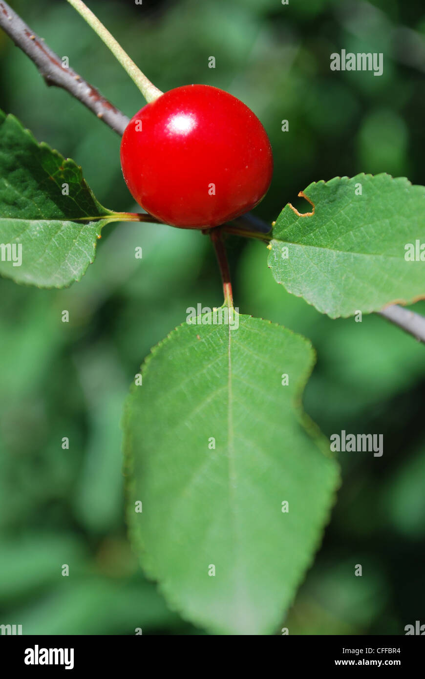 Red ripe cherry on the tree, free space for text Stock Photo - Alamy