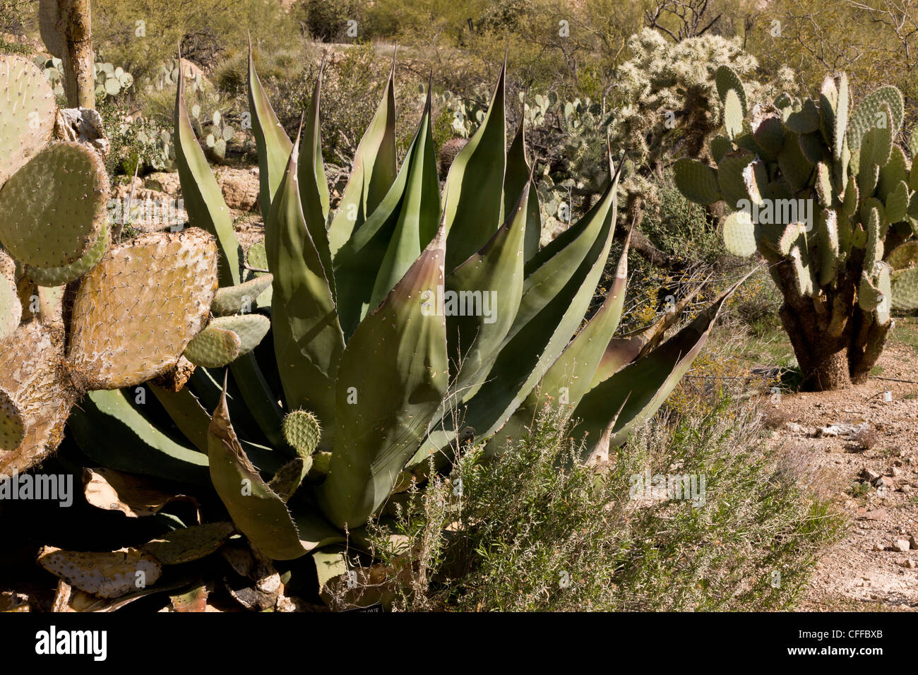 Maguey de pulque, Agave salmiana var. ferox; Arizona, USA Stock Photo