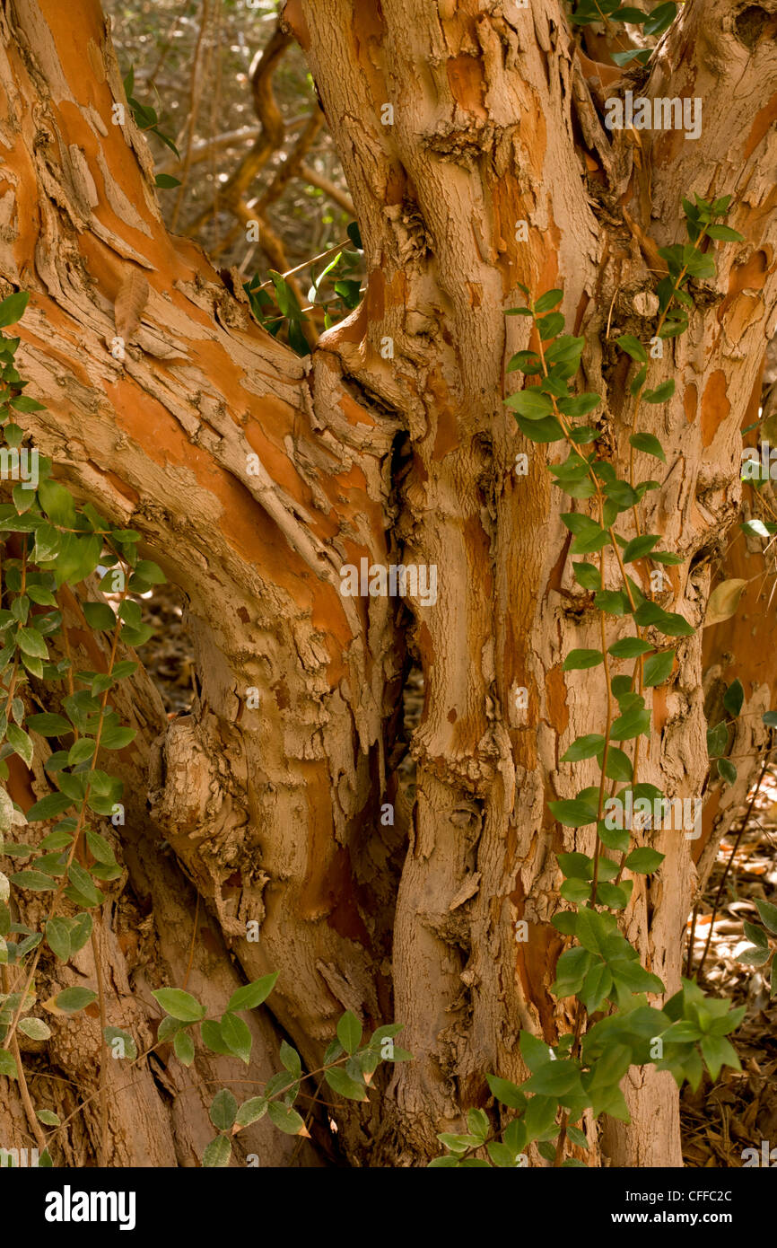 Ancient trunk of old Common Myrtle, Myrtus communis. Mediterranean. Stock Photo