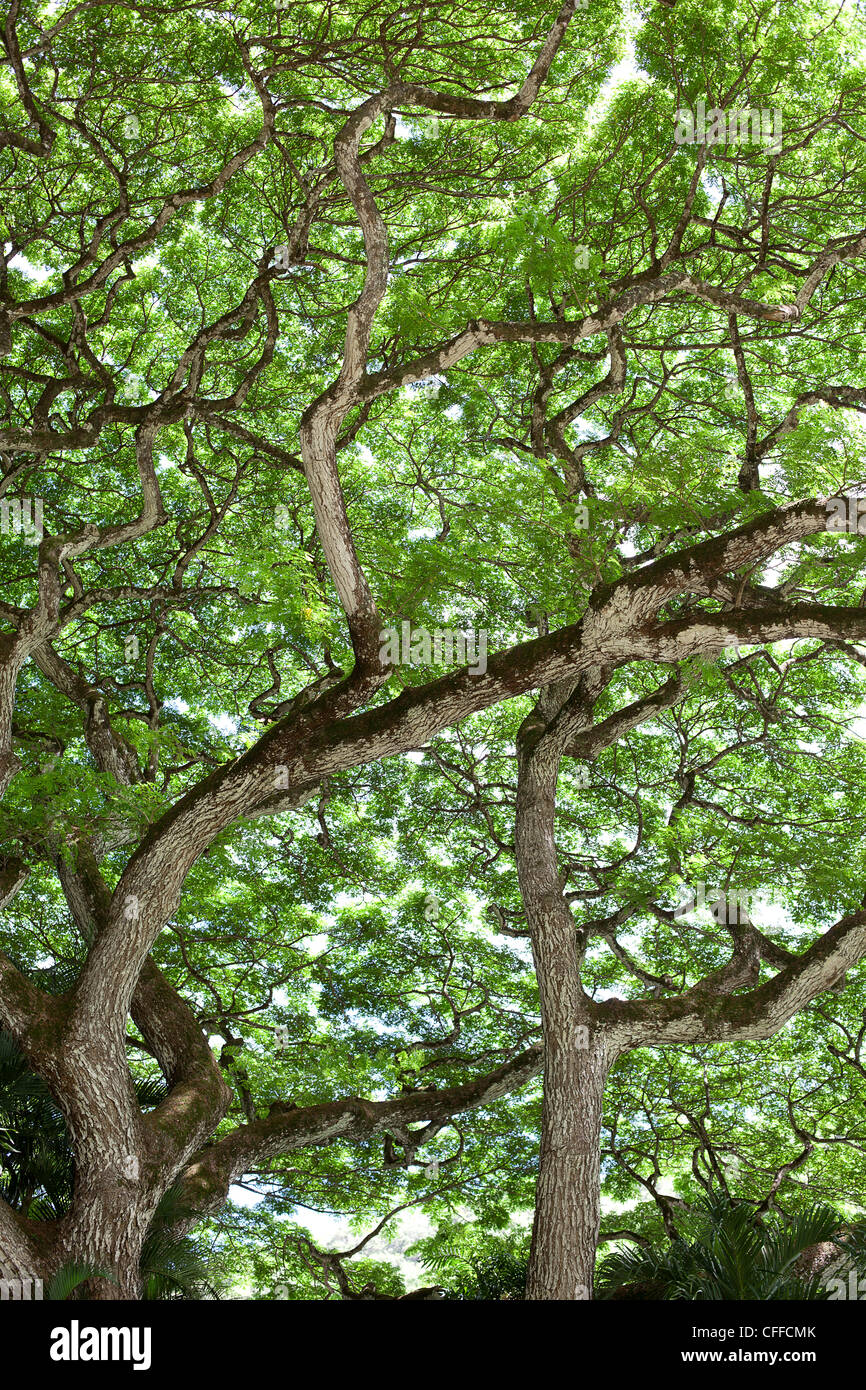 An image of the underside of a large tree canopy in Waimea, Hawaii