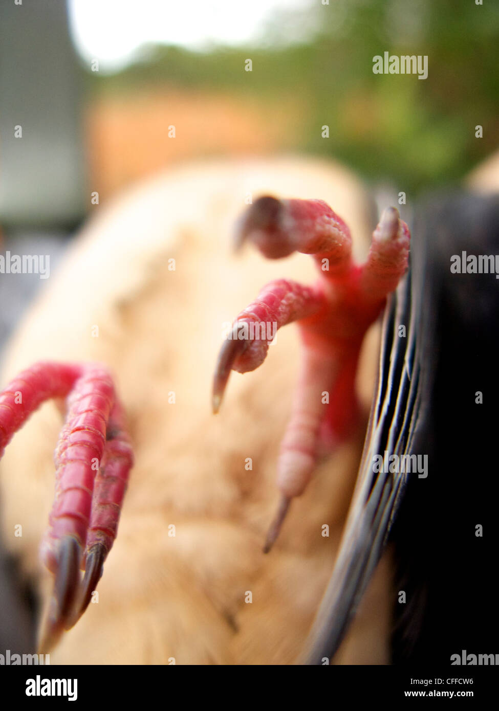 The Dove Hunt in Stock Photo Alamy