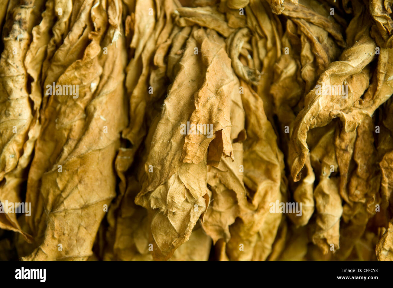 Closeup of drying tobacco Stock Photo Alamy