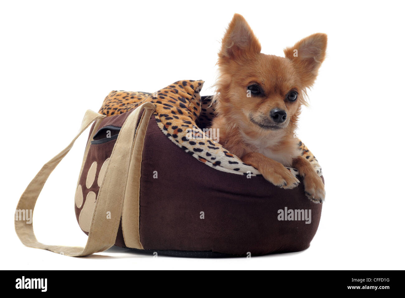 Chihuahua in bag hi-res stock photography and images - Alamy