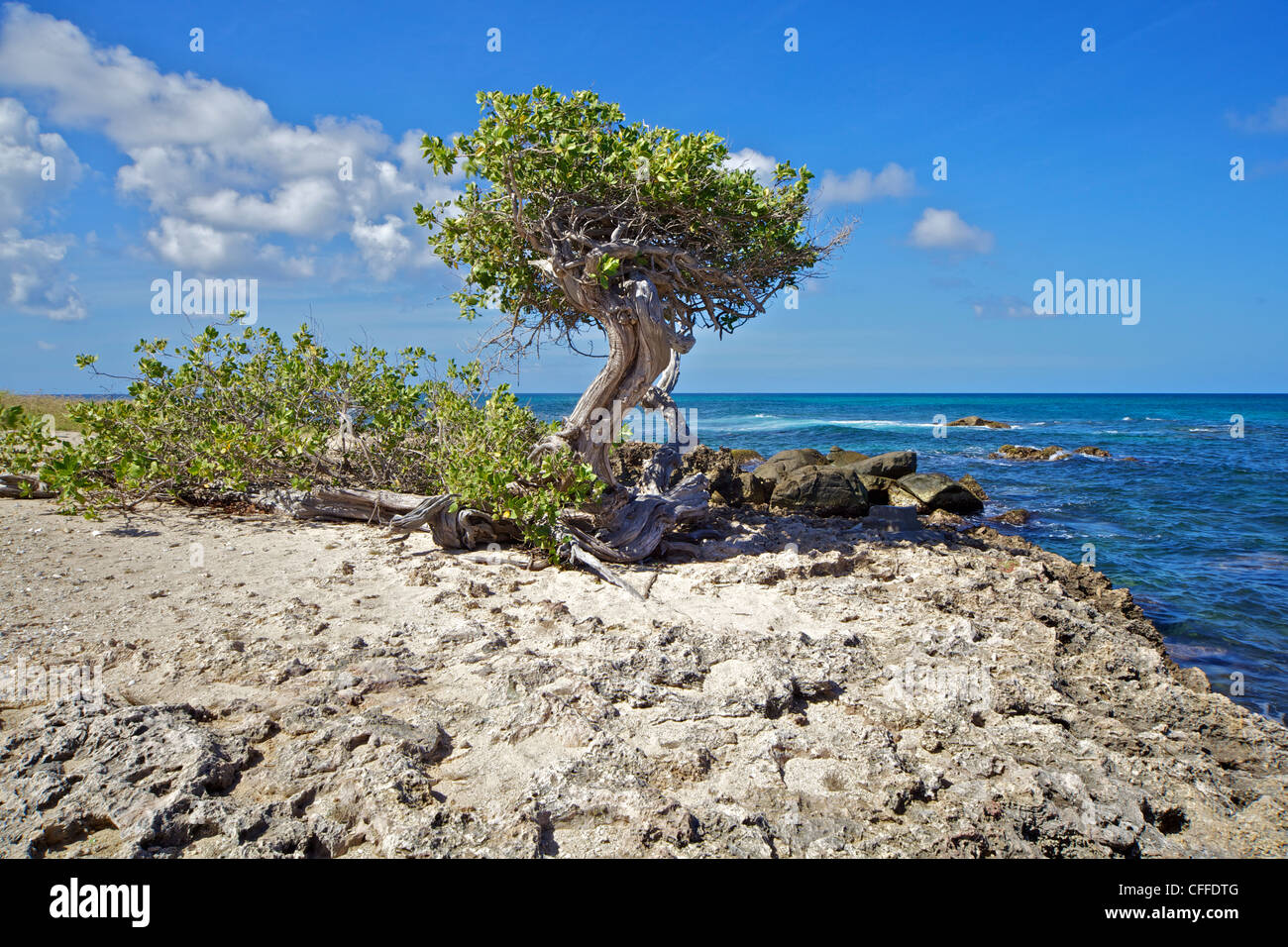 Divi-Divi Tree on the Coastline of Aruba Stock Photo