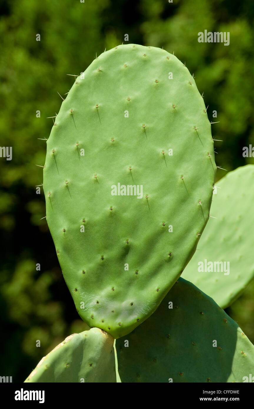 Cactus leaf close up. Stock Photo