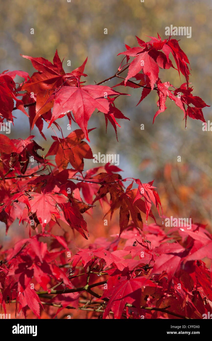 Atmospheric red maple tree hi-res stock photography and images - Alamy