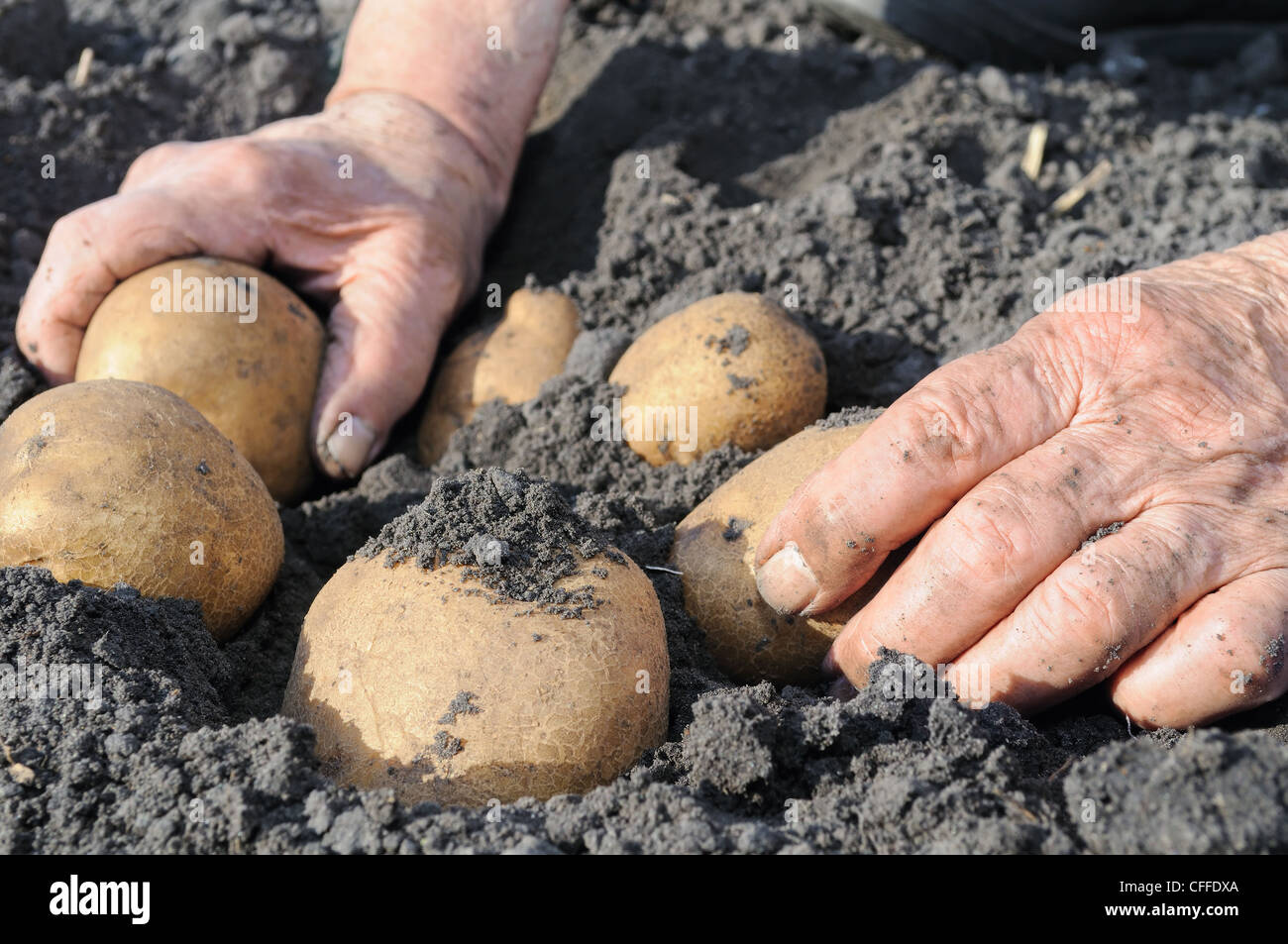 Senior woman picking potato in the vegetable garden Stock Photo