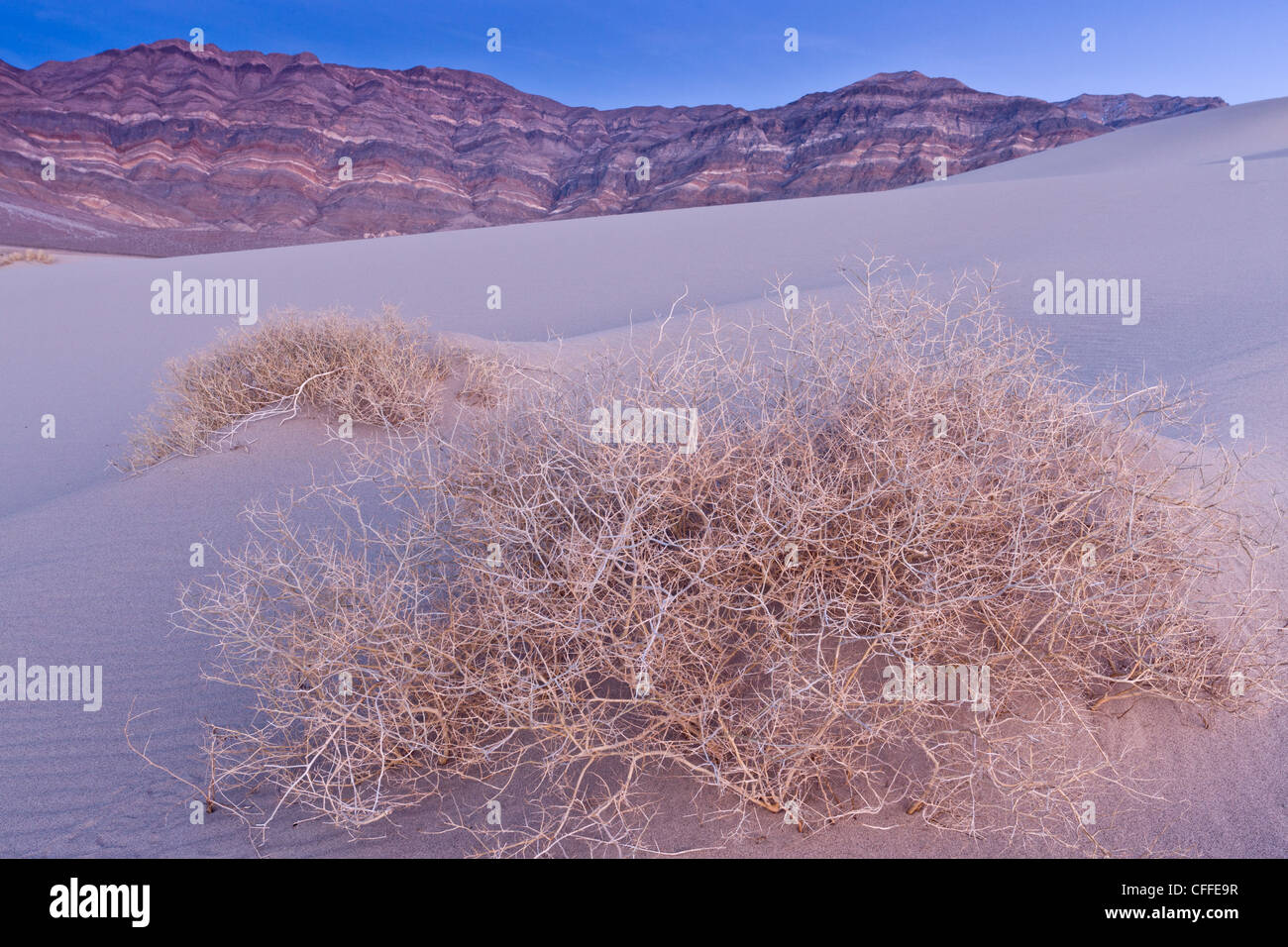 Skeleton of Shining Milkvetch, Astragalus lentiginosus ssp. micans - endemic - on Eureka sand-dunes, Death Valley, California Stock Photo