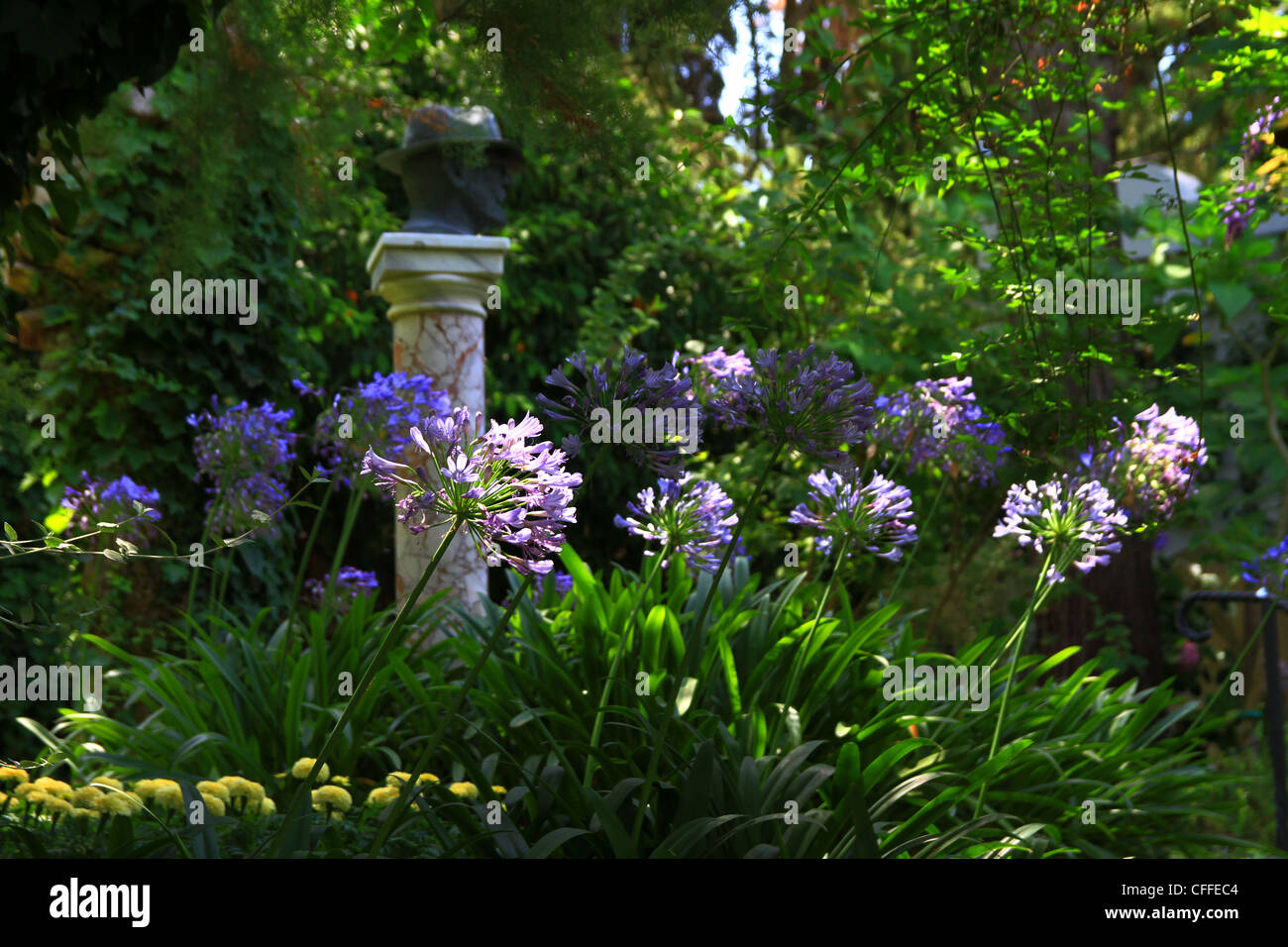 Downy mildew and onion fly hi-res stock photography and images - Alamy