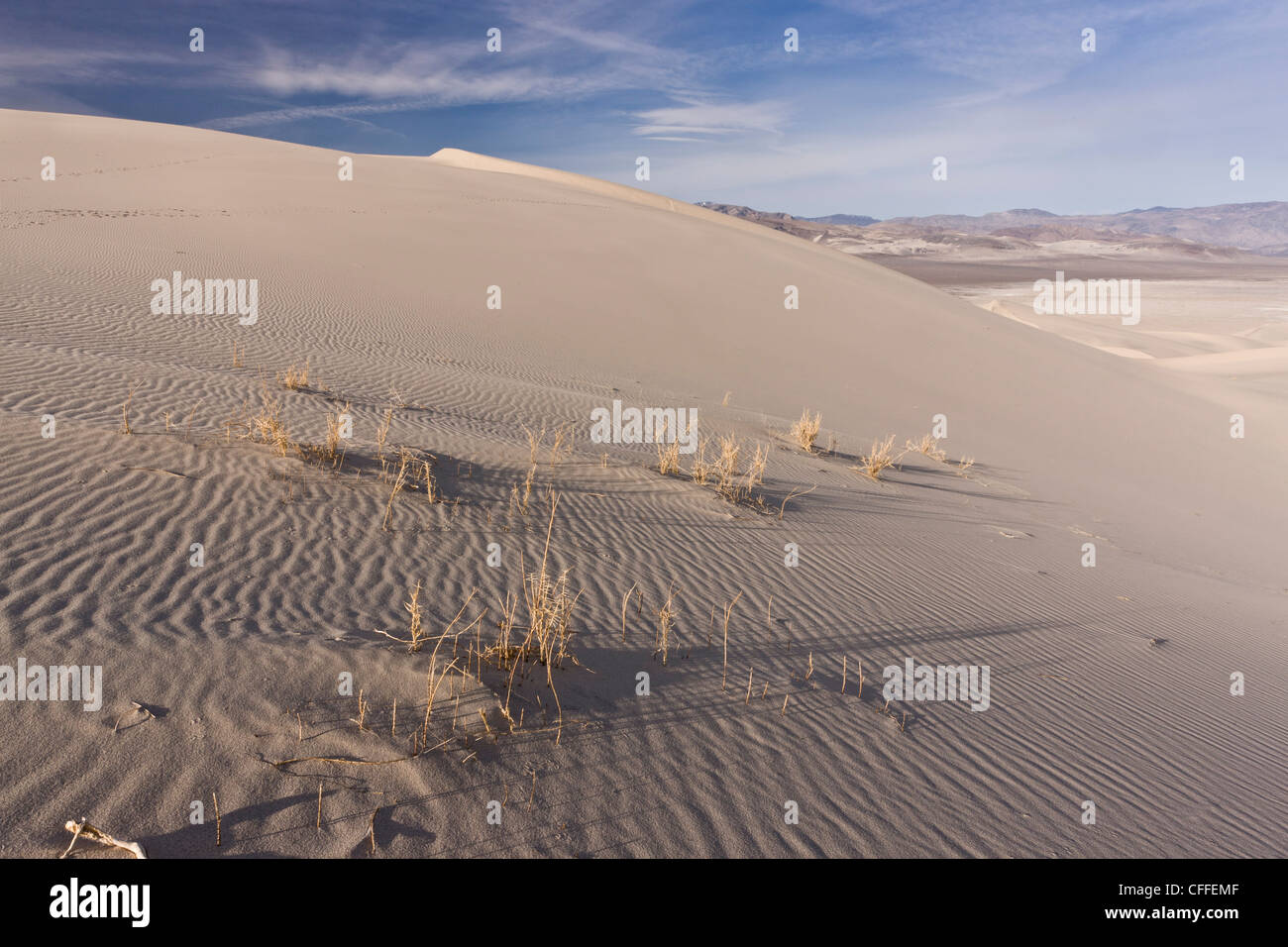 Rare endemic grass, Eureka dunegrass or Eureka Valley dune grass, on Eureka sand-dunes; Death Valley, California Stock Photo
