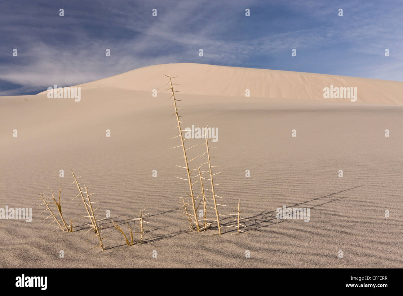 Rare endemic grass, Eureka dunegrass or Eureka Valley dune grass, on Eureka sand-dunes; Death Valley, California Stock Photo