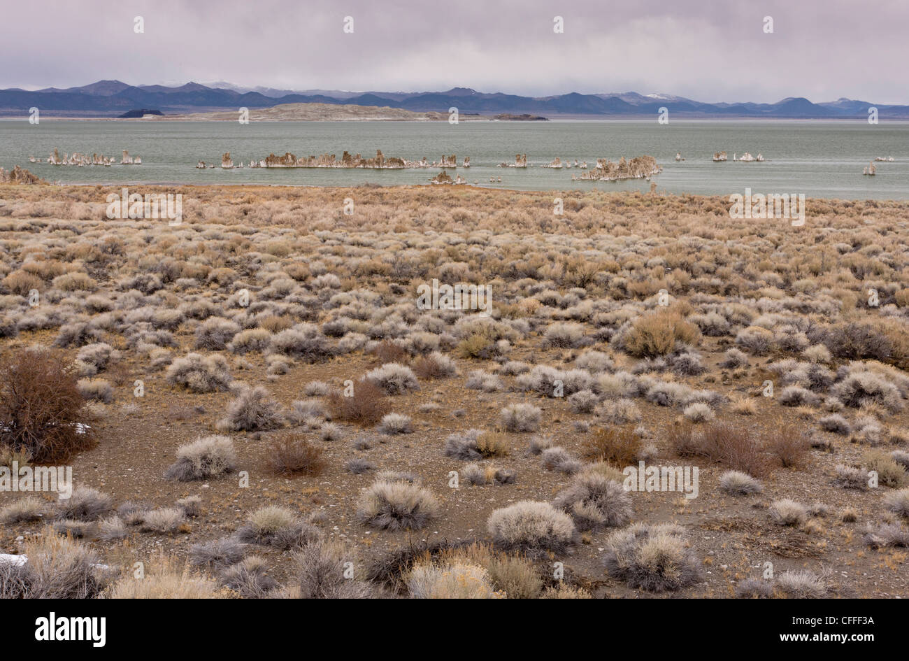 Desert Chaparral around Mono Lake, Lee Vining, in winter; California, USA Stock Photo