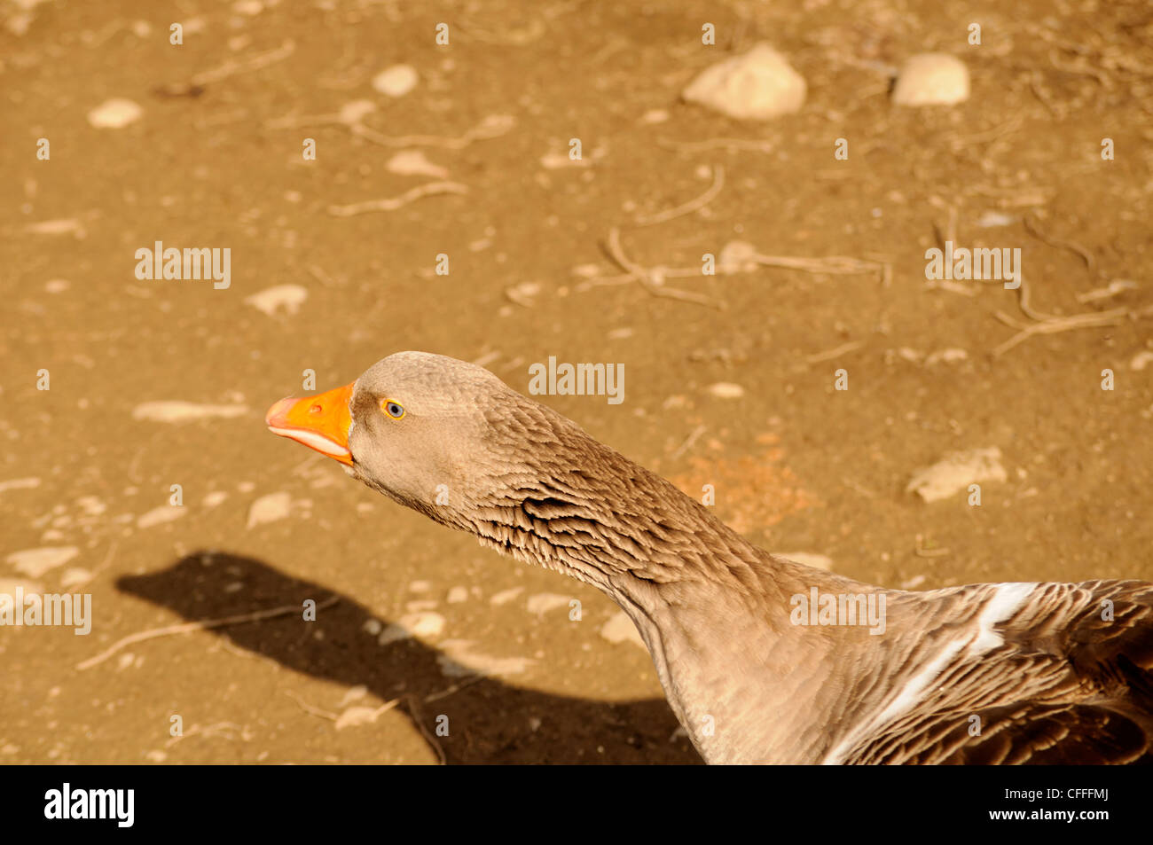 Goose Stock Photo