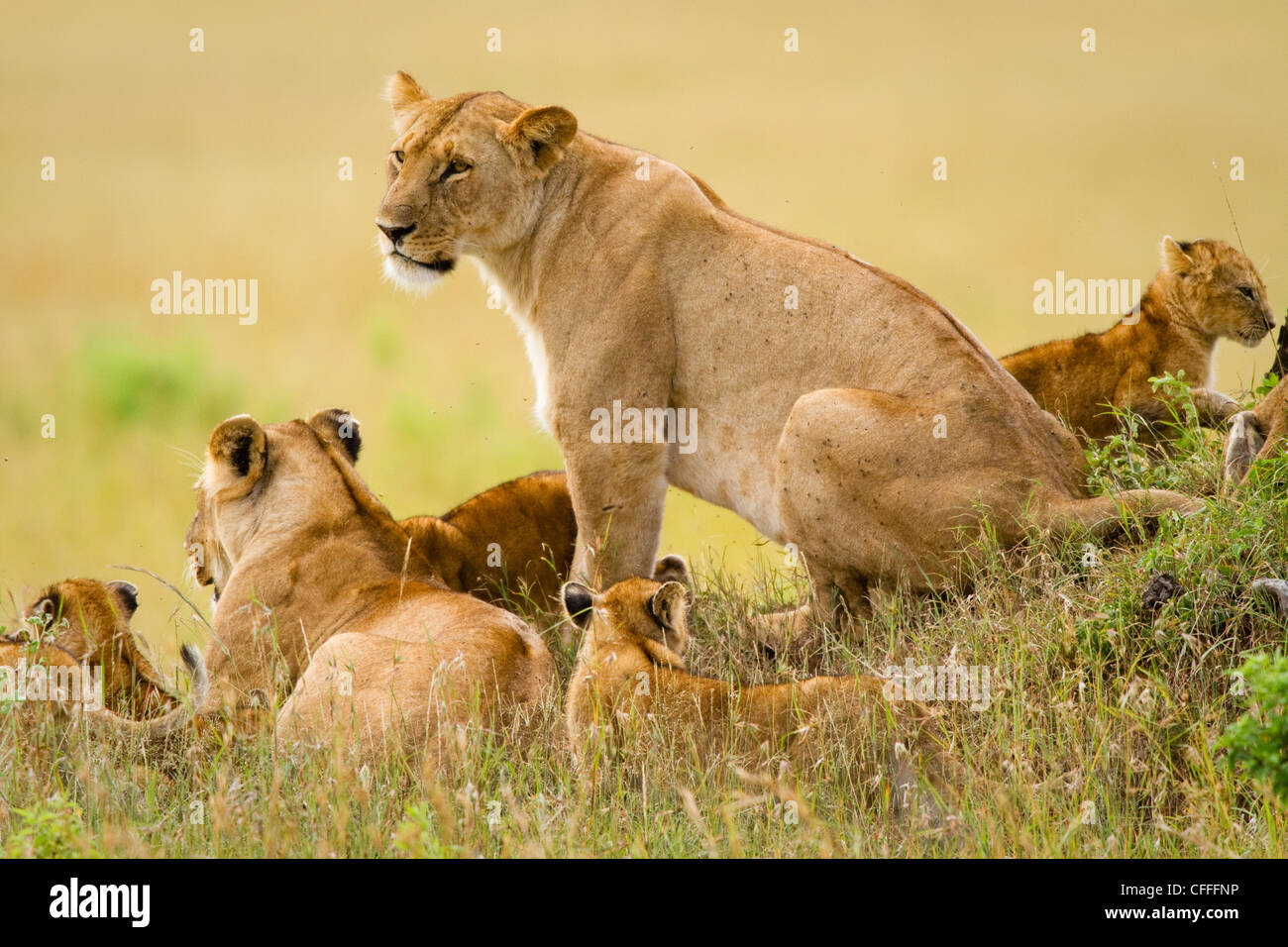 Lions keep an eye over their Masai Mara, Kenya domain. Stock Photo