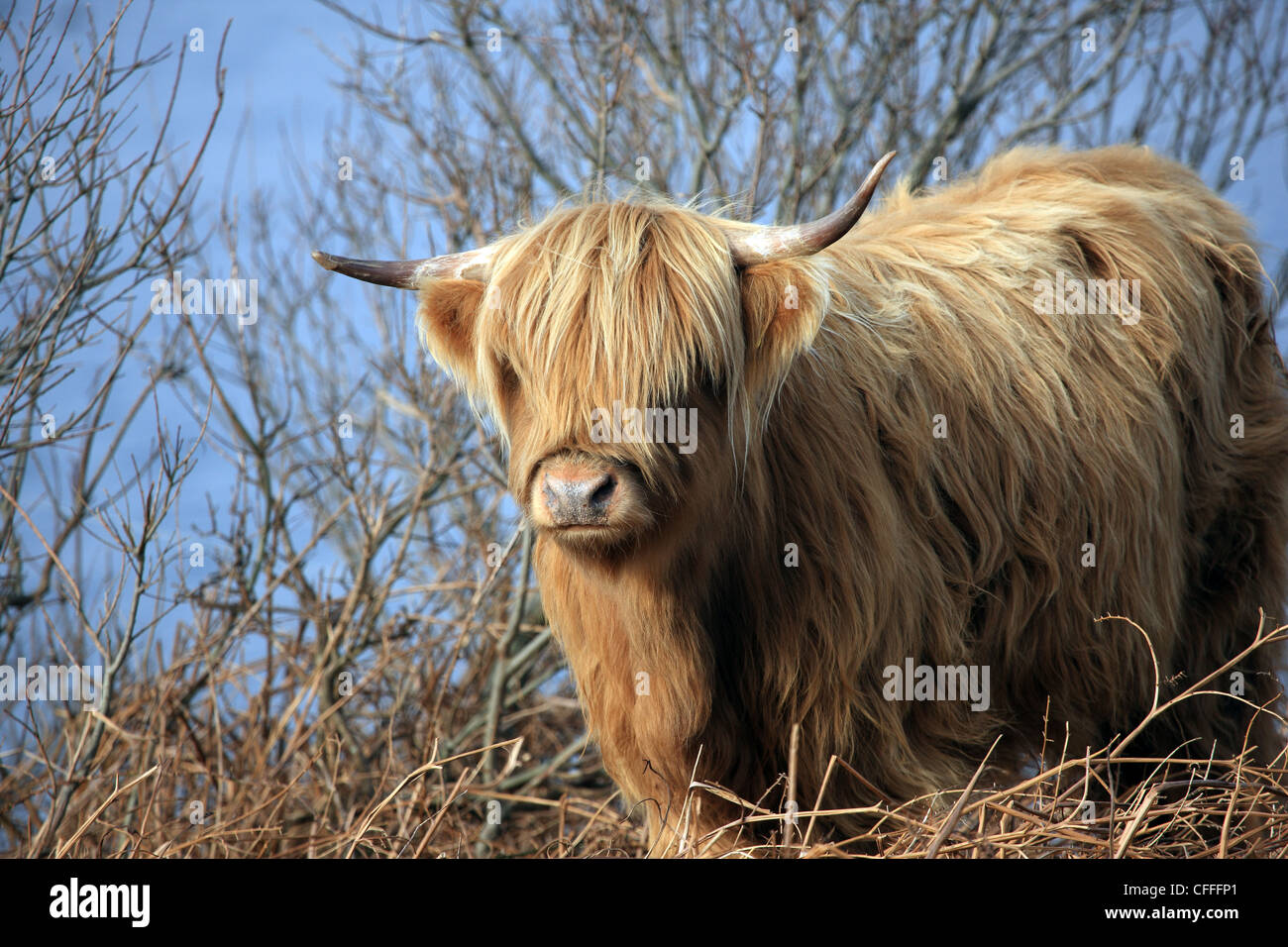 Highland cow isle mull scotland hi-res stock photography and images - Alamy