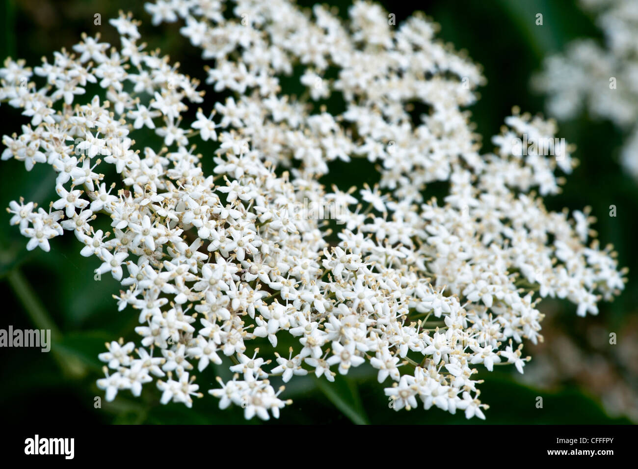 White Elderflowers Stock Photo