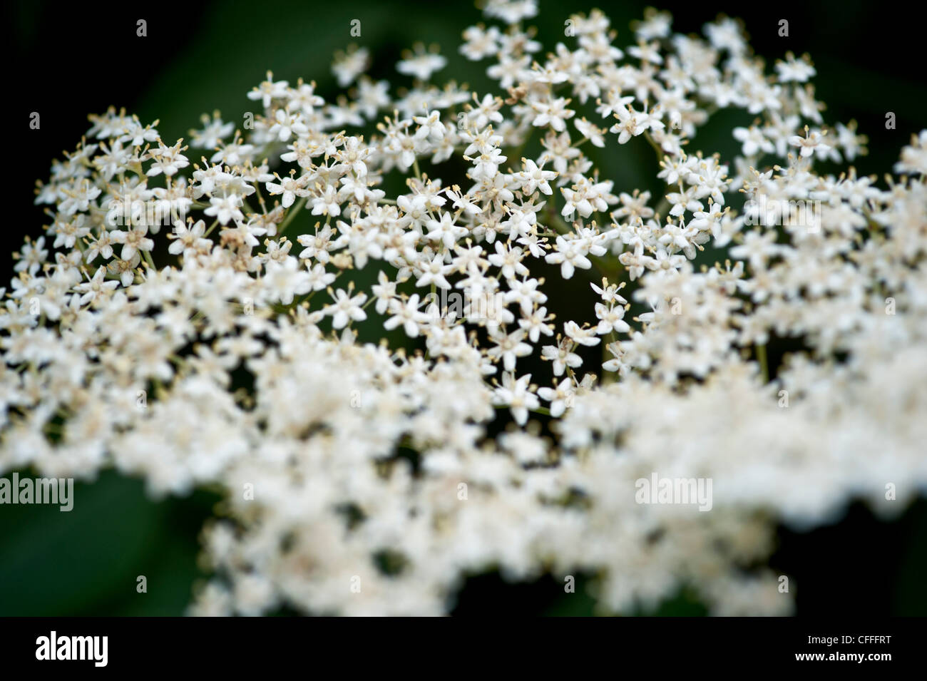 White Elderflowers Stock Photo