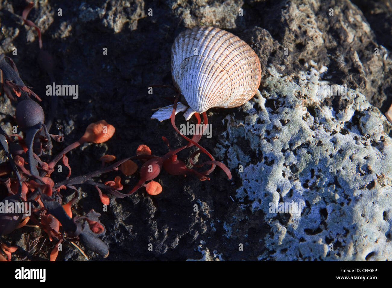 A seashell, seaweed and lichen on rock at the seashore Stock Photo