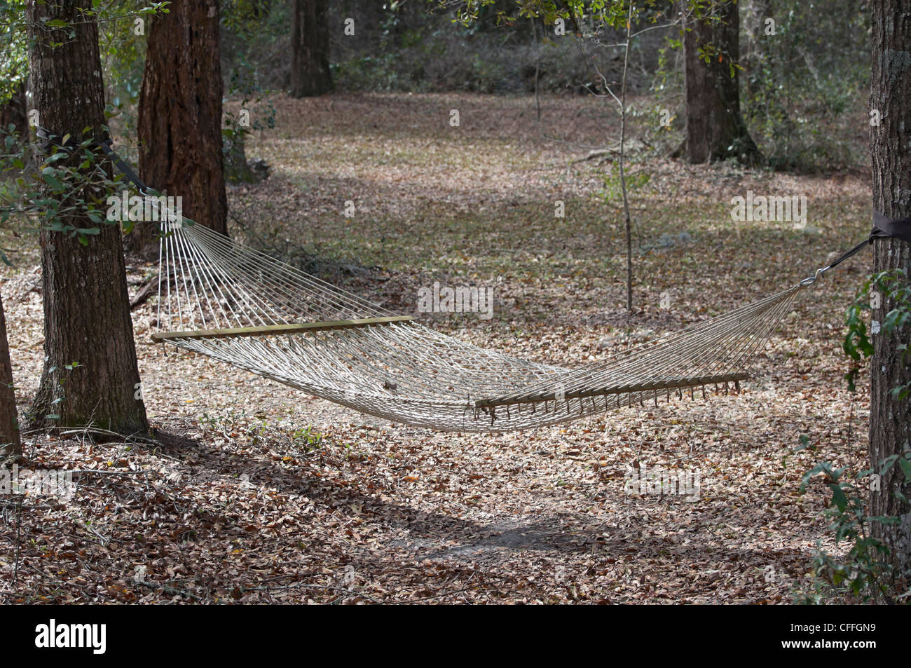 hammock strung between trees in yard North Florida Stock Photo Alamy