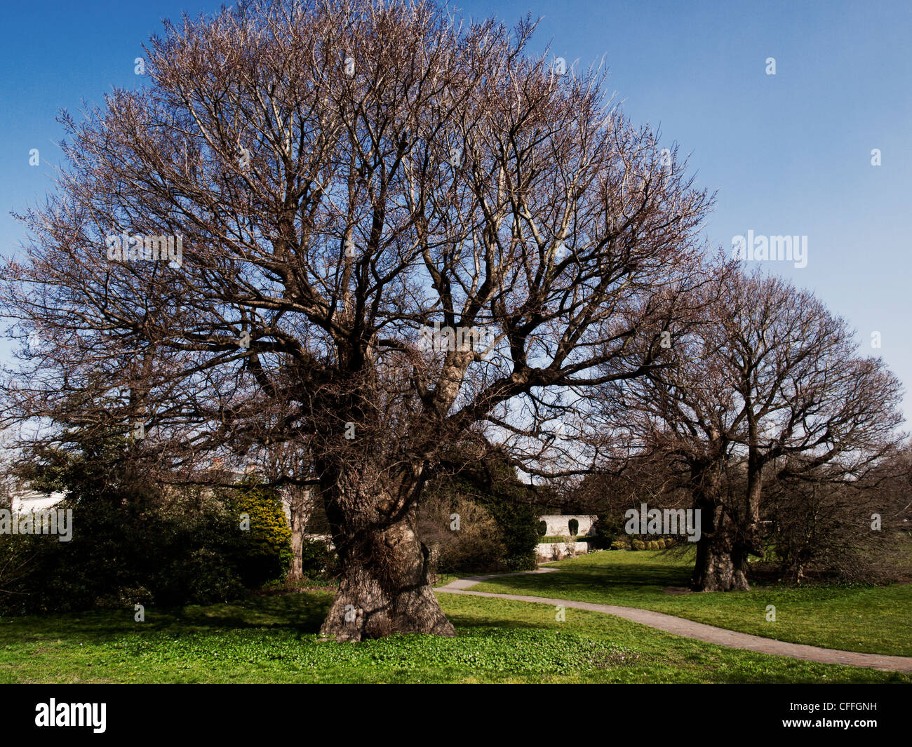 English elm trees (Ulmus minor var. vulgaris) these trees are known as