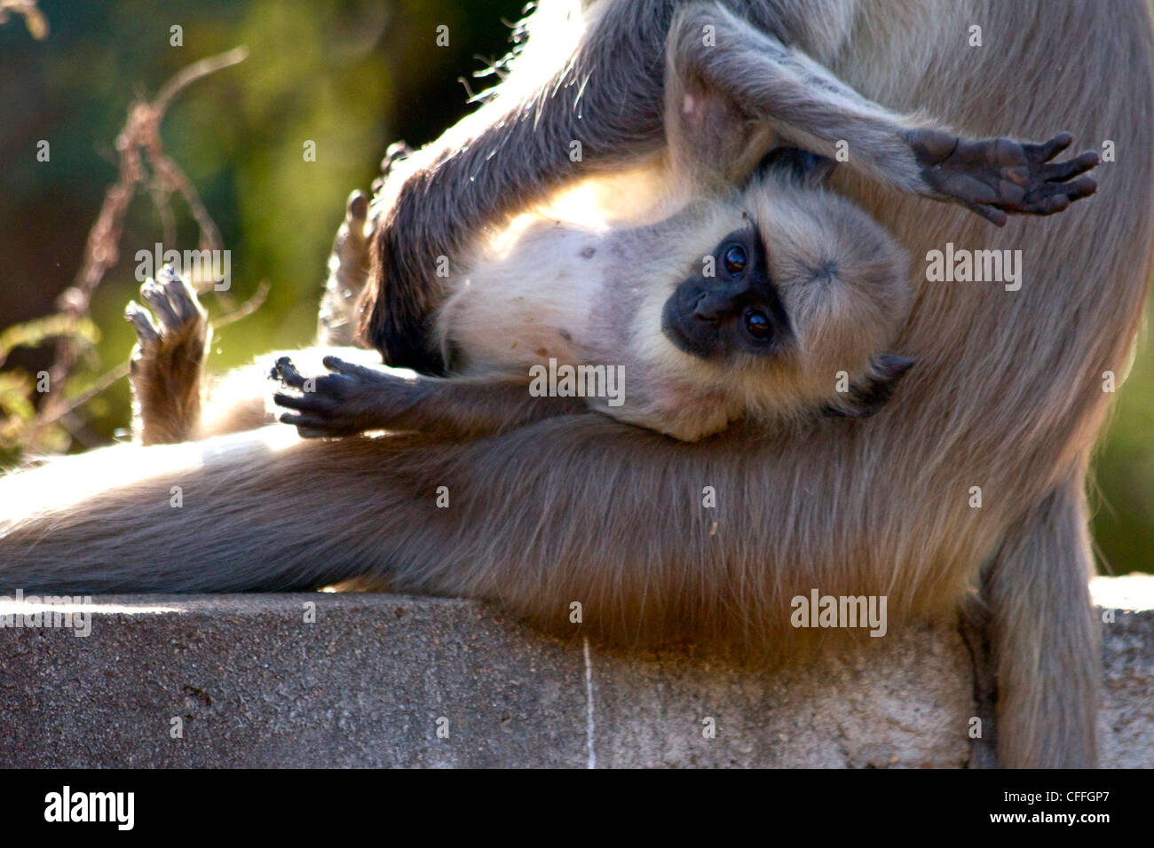 A baby Langur monkey in it's mother's arms, Ranthambhore NP, India. Stock Photo