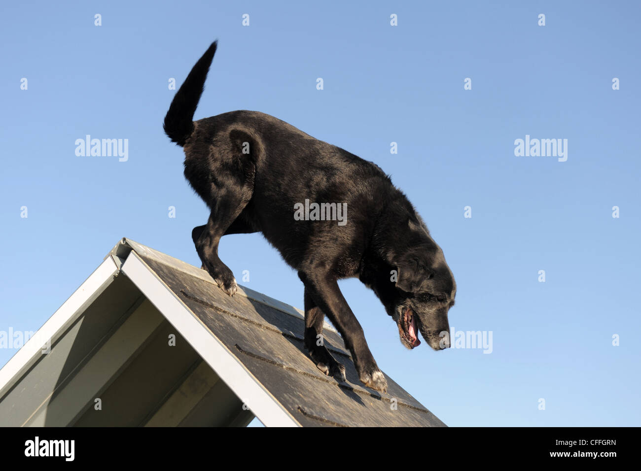 purebred senior labrador retriever jumping in a training of agility