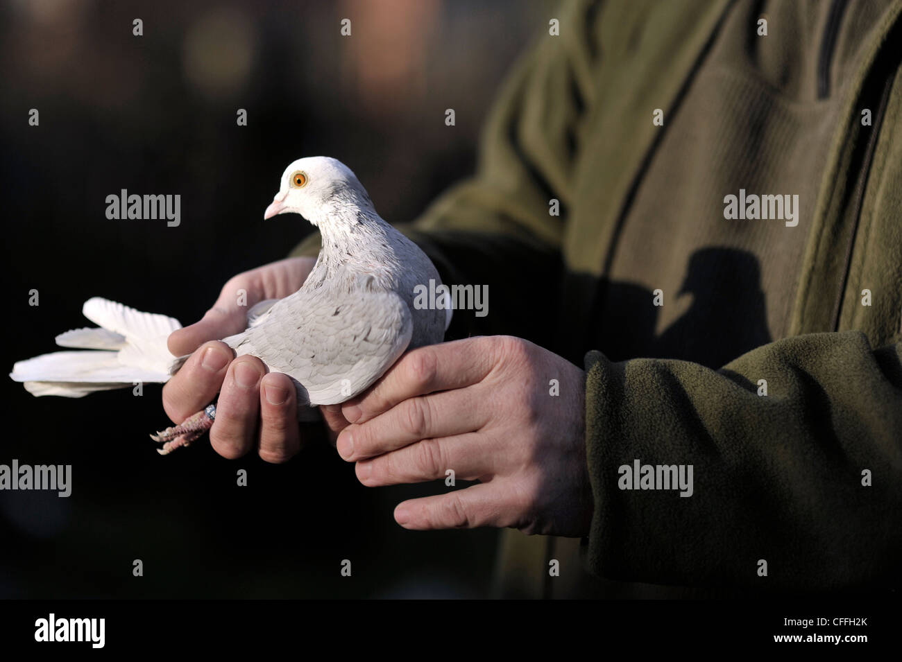 Pigeon birmingham roller hi-res stock photography and images - Alamy