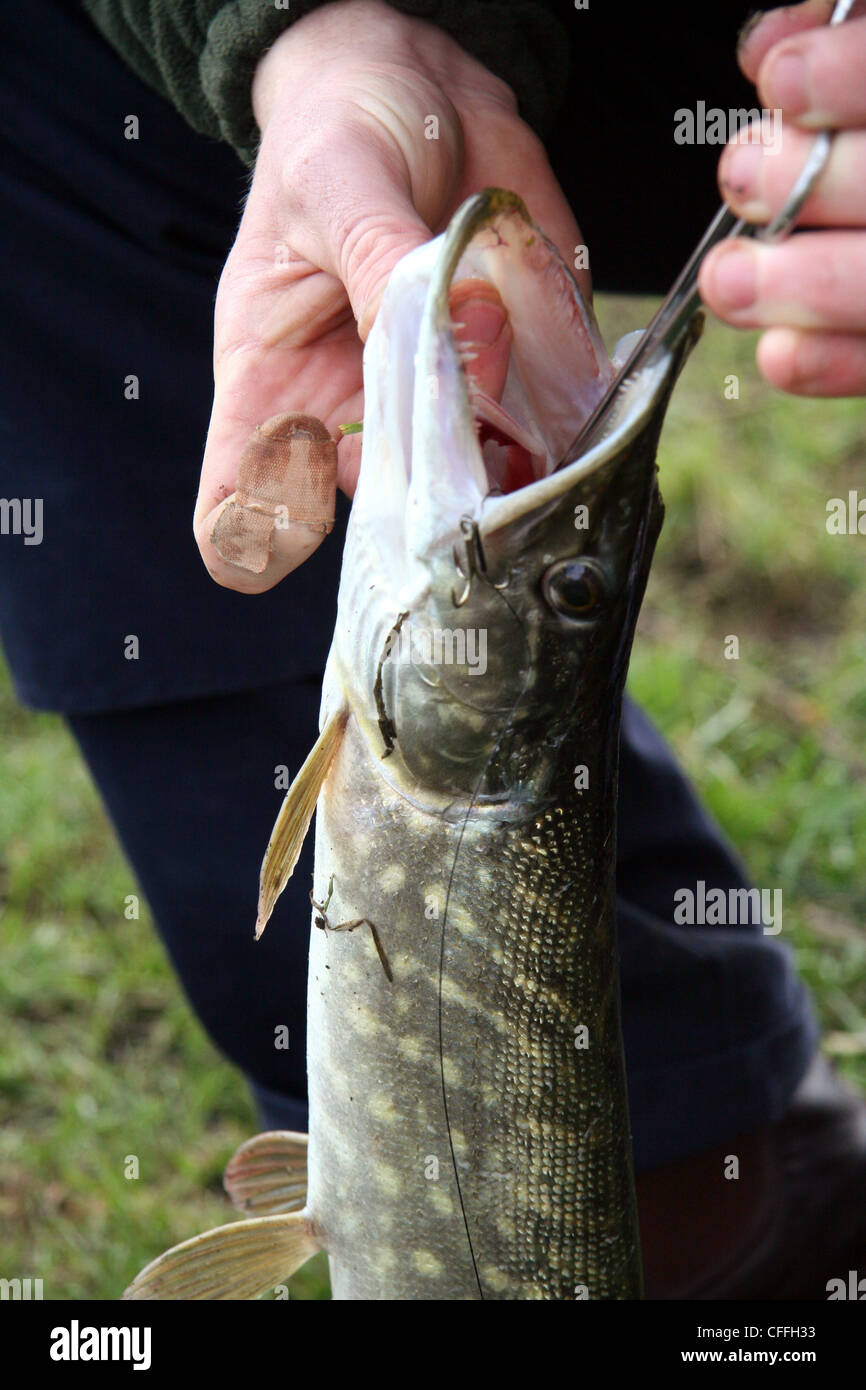 disgorging fish hooks Fish hooks hi-res stock photography and images