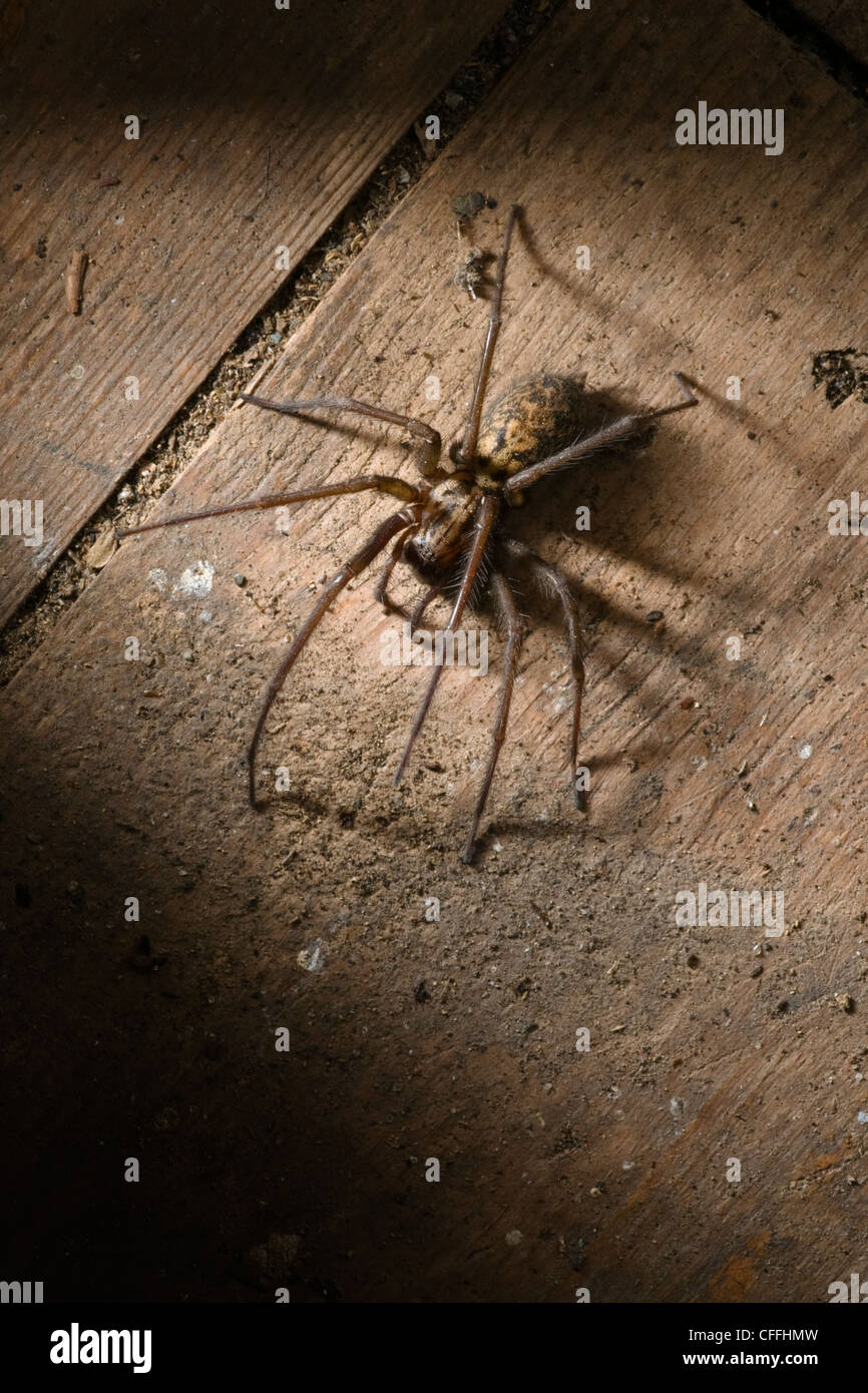 House spider in garden shed Stock Photo