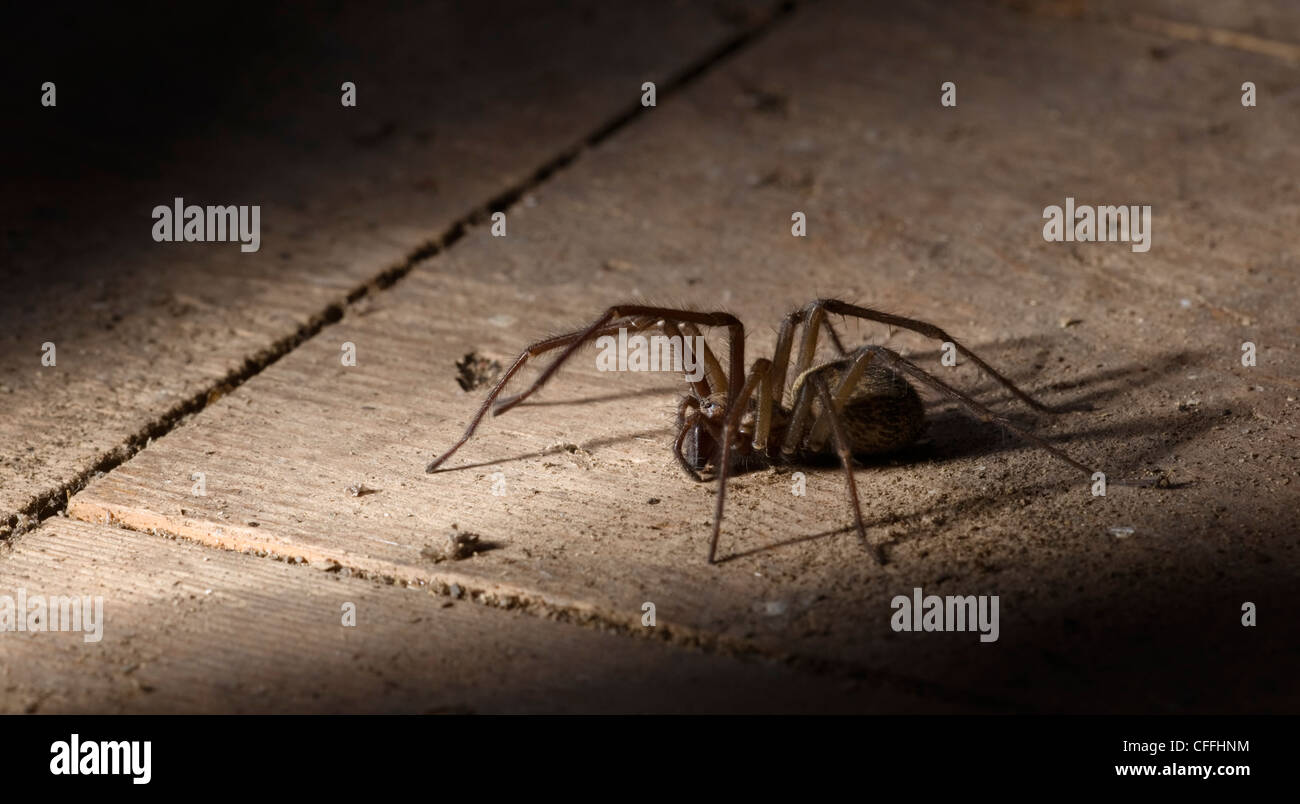 House spider in garden shed Stock Photo
