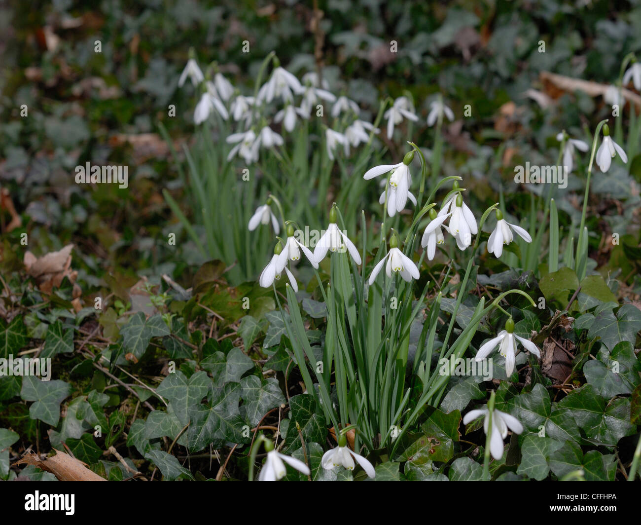A small clump of snowdrops Stock Photo