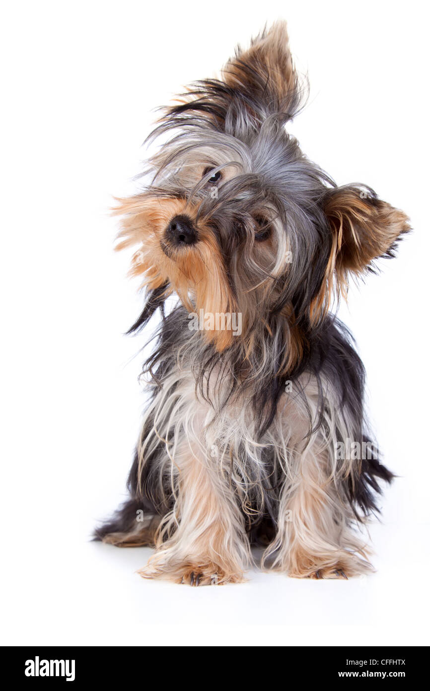 Yorkshire terrier looking at the camera in a head shot, against a white background Stock Photo