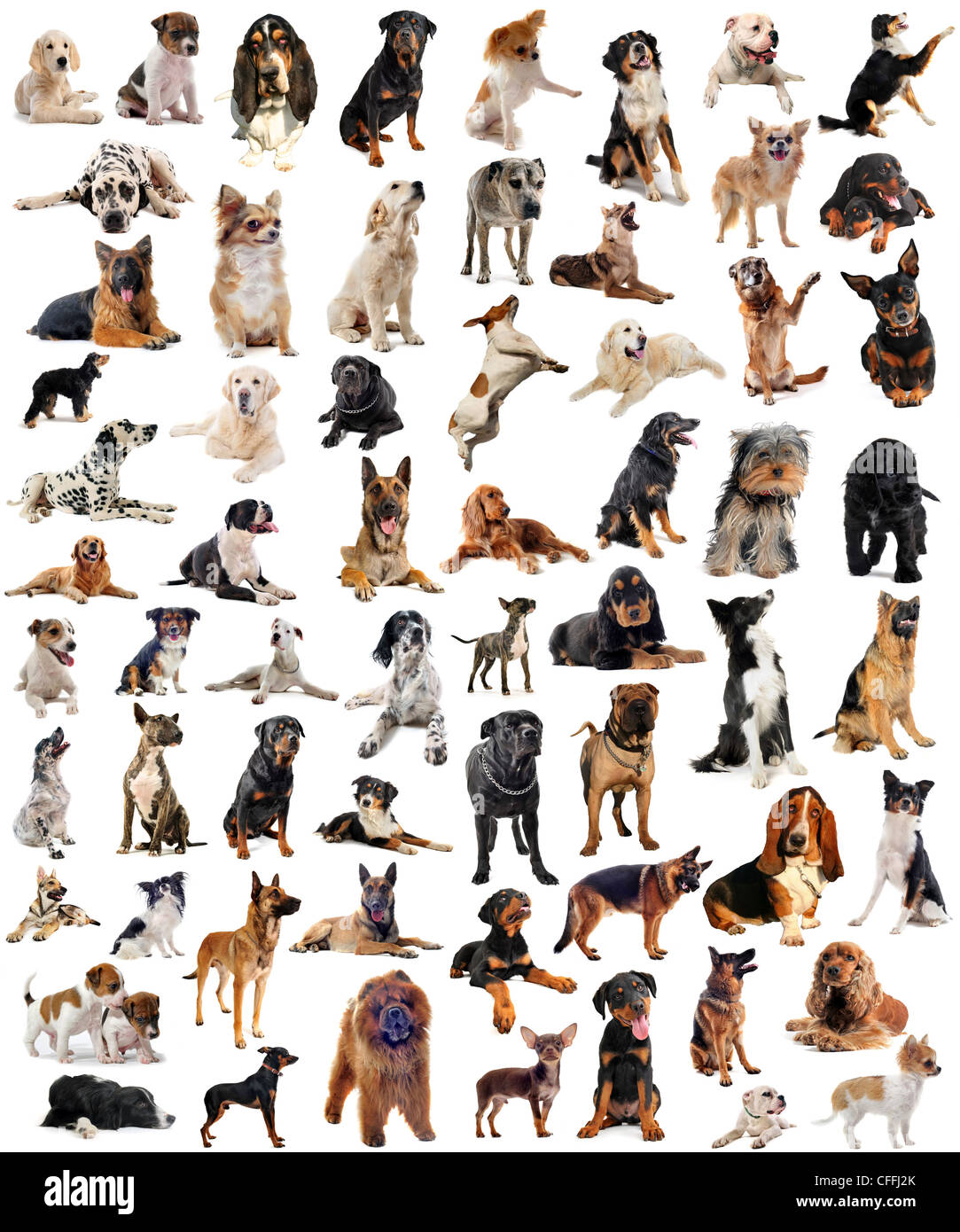 composite picture with purebred dogs in a white background Stock Photo