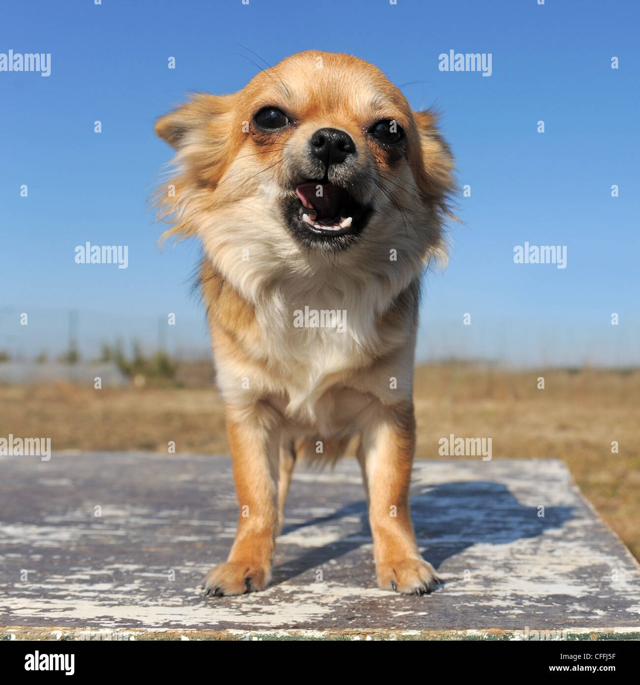 portrait of a growling purebred puppy chihuahua Stock Photo