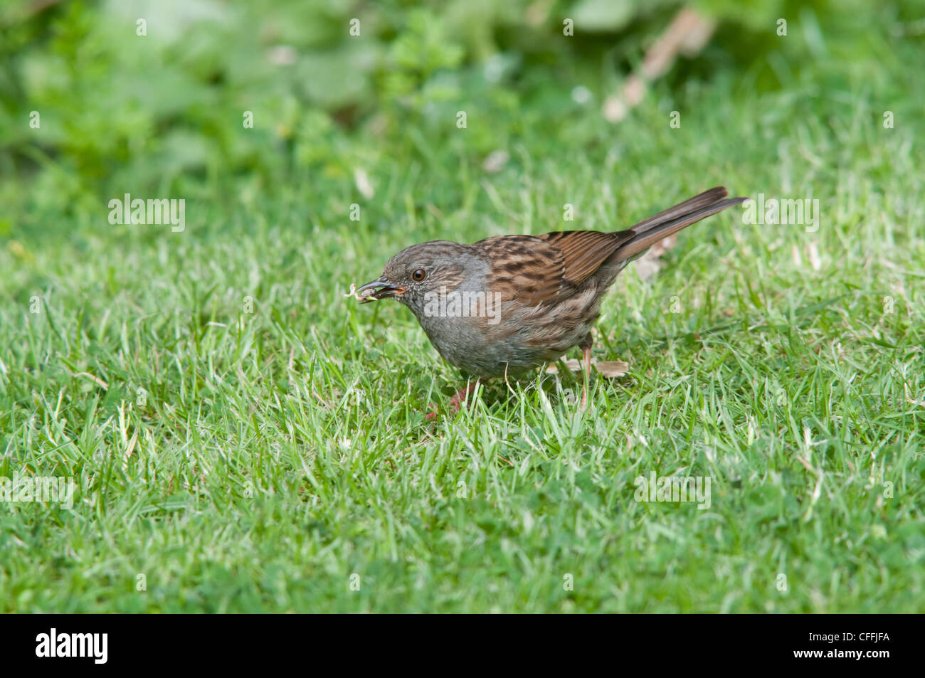 Dunnock, Prunella modularis, on garden lawn with seed in beak, showing excellent detail Stock Photo