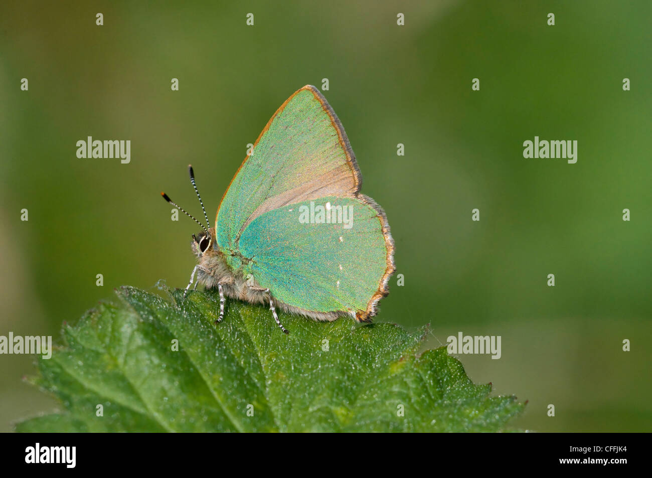 Green hairstreak butterfly, Callophrys rubi, side on showing excellent detail, South Downs, Sussex, UK Stock Photo