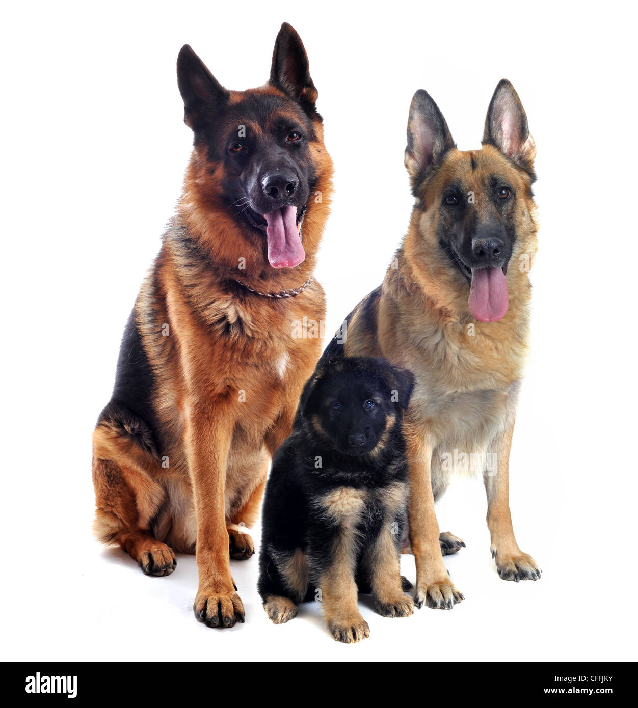 How Much Is Purebred German Shepherd