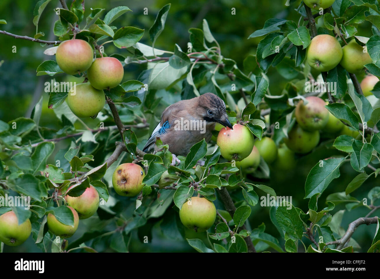Juvenile Jay eating apples still on the tree in garden, Hastings, Sussex Stock Photo
