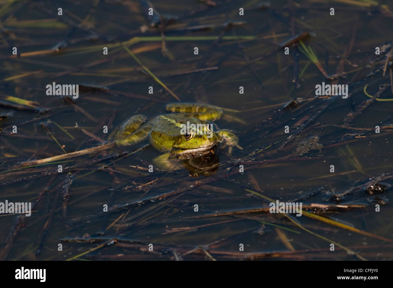 Male Marsh Frog, Rana ridibunda, on water surface, Elmley Marshes, Isle of Sheppey, Kent, UK Stock Photo