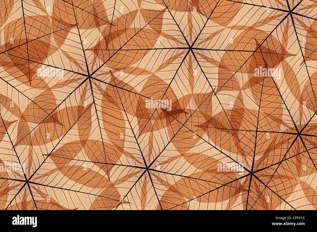 Skeleton leaf abstract, color Brown, background texture Stock Photo