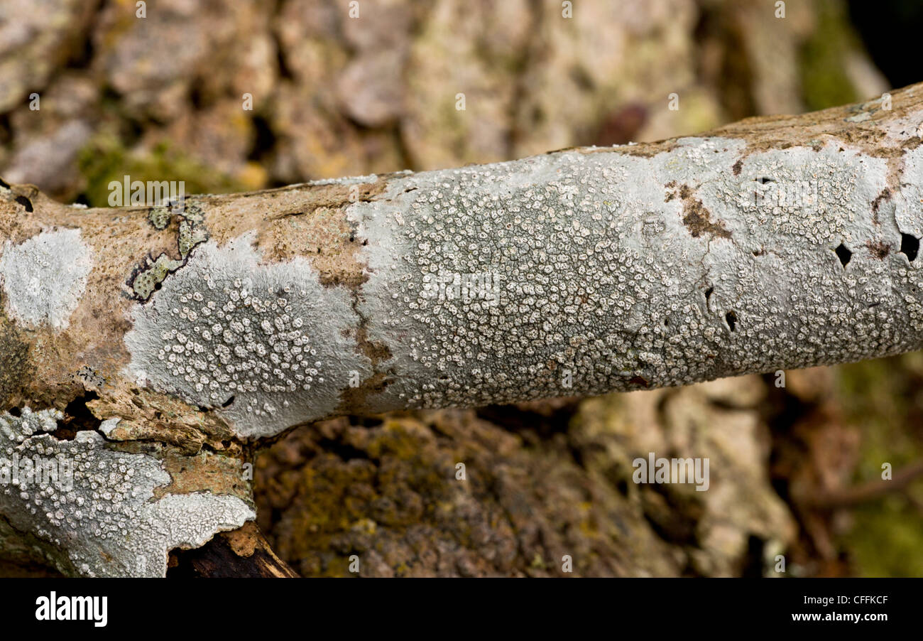 Crustose, corticolous lichen, Pertusaria albescens on branch. Exmoor. Stock Photo