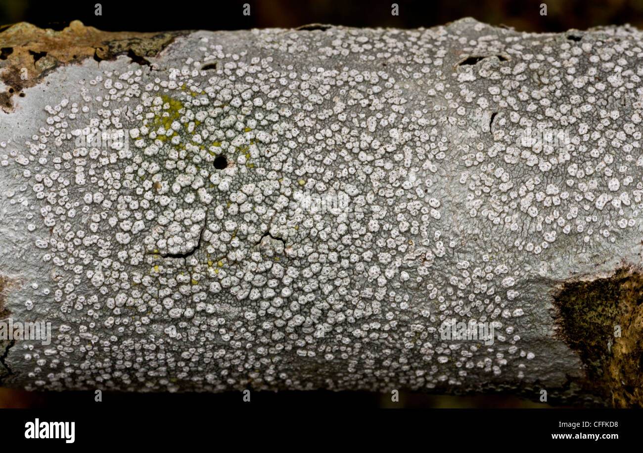 Crustose, corticolous lichen, Pertusaria albescens on branch. Exmoor. Stock Photo