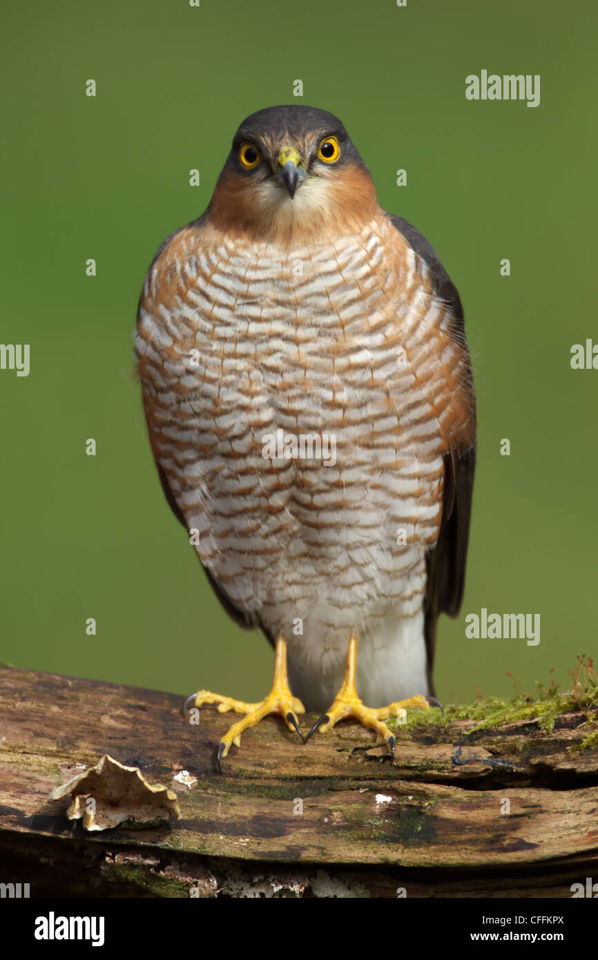Close up front view of a male Sparrowhawk (Accipiter nisus) on a dead tree branch Stock Photo