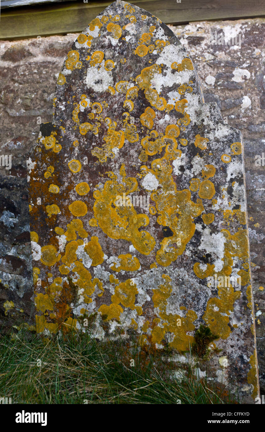 Lichens on old gravestone, mainly Caloplaca flavescens, at Stoke Pero church, Exmoor. Stock Photo