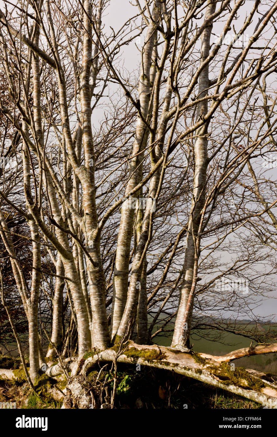 Rowan, or Mountain Ash, growing up from laid hedge; Exmoor, Somerset