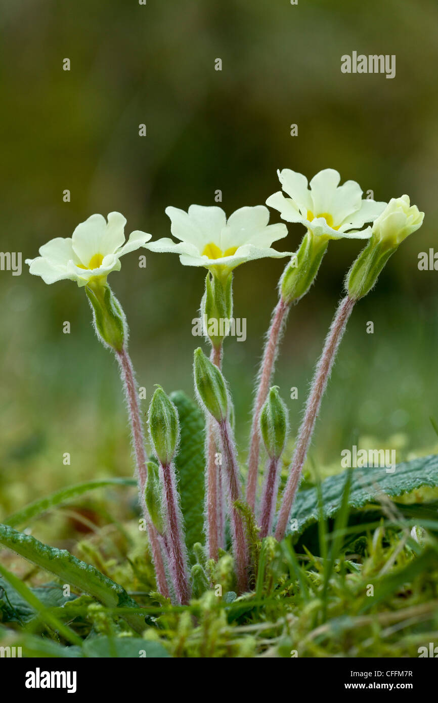 Early spring Primroses, Primula vulgaris, flowering in March. Exmoor. Stock Photo