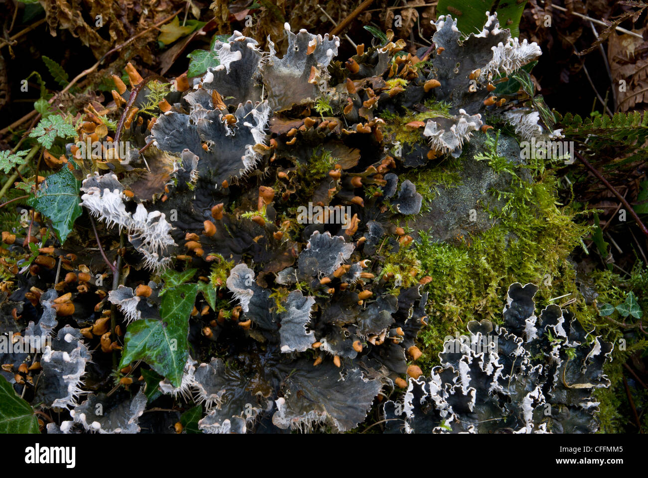 Fertile lichen - Peltigera horizontalis - growing among moss on old wall, Culbone, Exmoor. Stock Photo