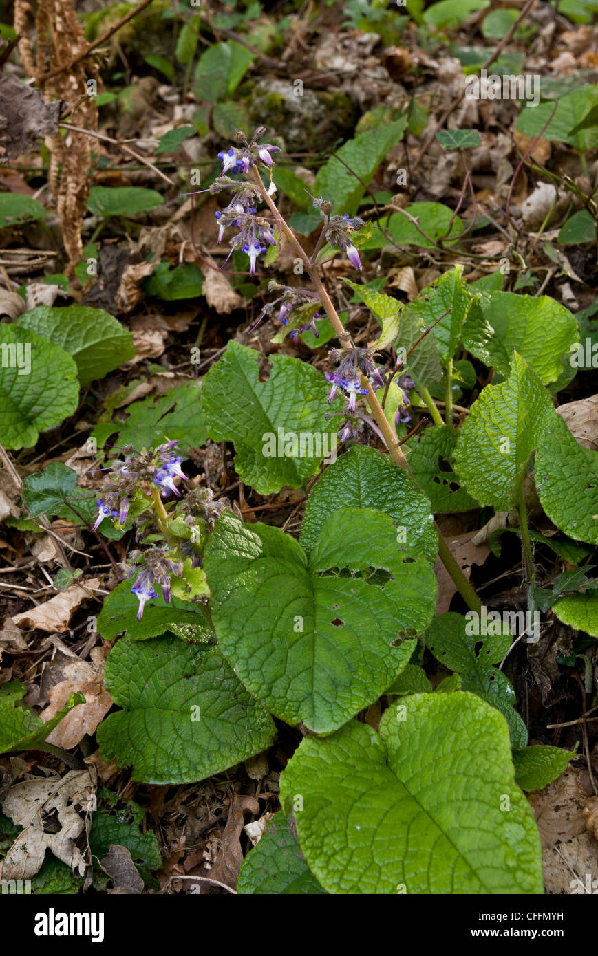 Abraham-Isaac-Jacob, Trachystemon orientalis, naturalised in Somerset. From Caucasus. Stock Photo