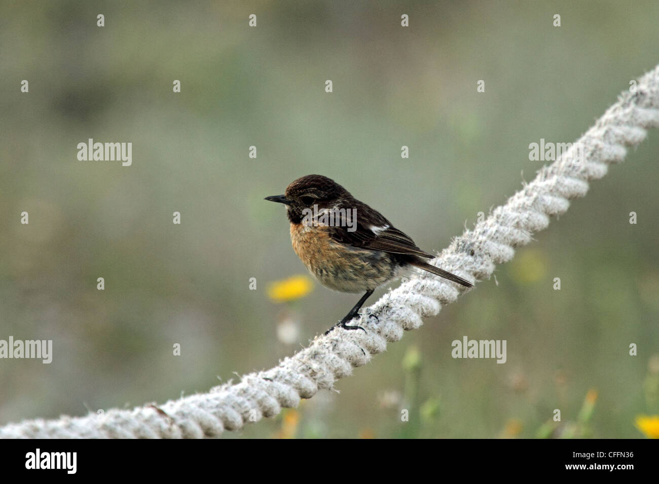 Stonechat (Saxicola torquata) - juvenile. Stock Photo