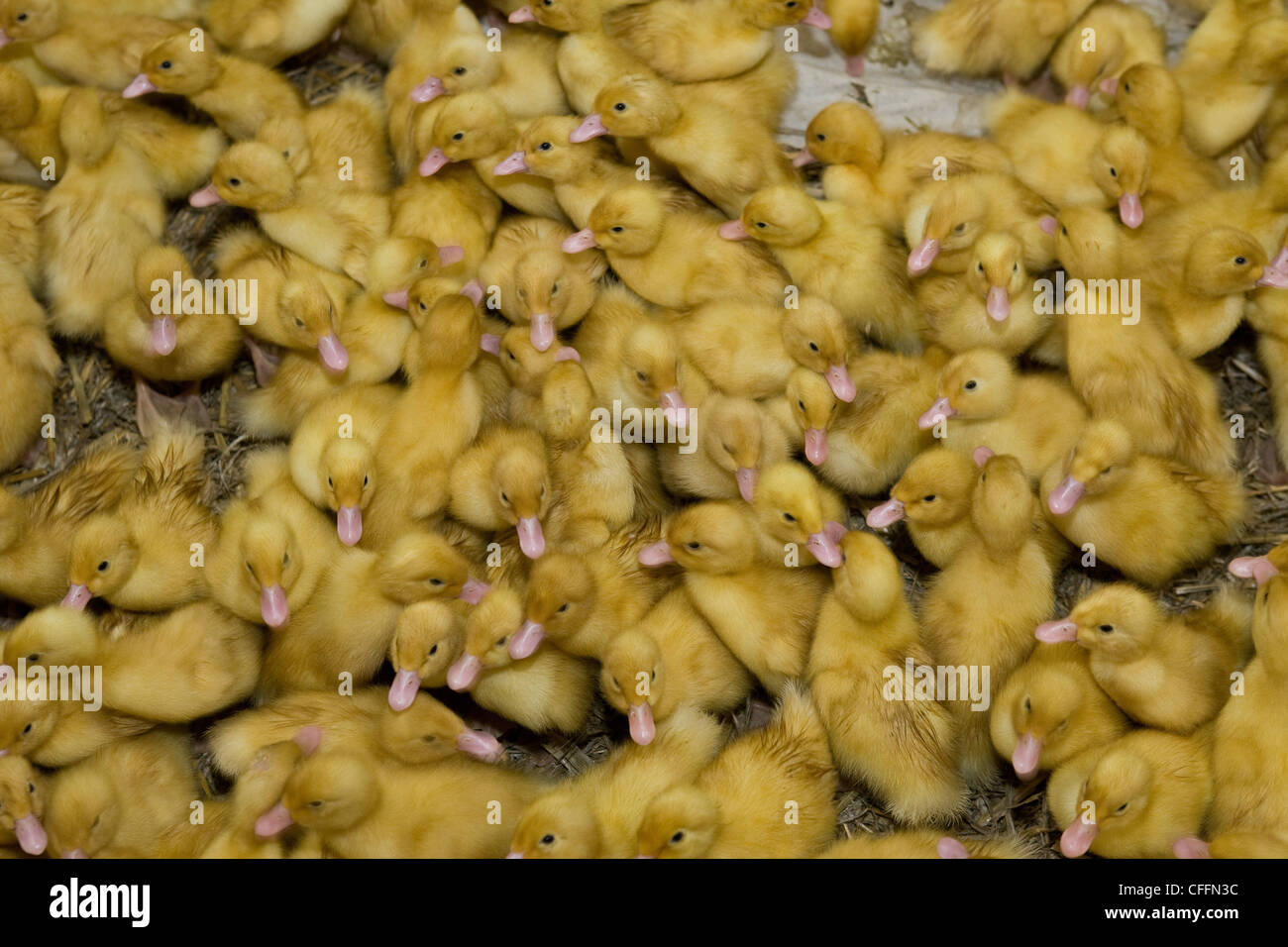 Young ducks in an intensive duck farm Stock Photo Alamy